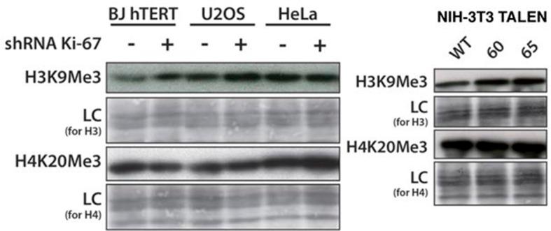 https://cdn.ncbi.nlm.nih.gov/pmc/blobs/5587/4841783/33505d575390/elife-13722-fig10-figsupp4.jpg