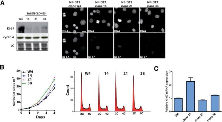 https://cdn.ncbi.nlm.nih.gov/pmc/blobs/5587/4841783/a374346c02d5/elife-13722-fig3-figsupp9.jpg