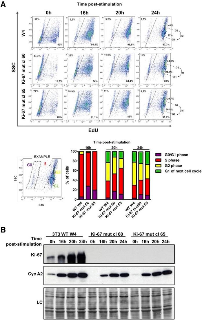 https://cdn.ncbi.nlm.nih.gov/pmc/blobs/5587/4841783/a8e46b55b9a2/elife-13722-fig5.jpg