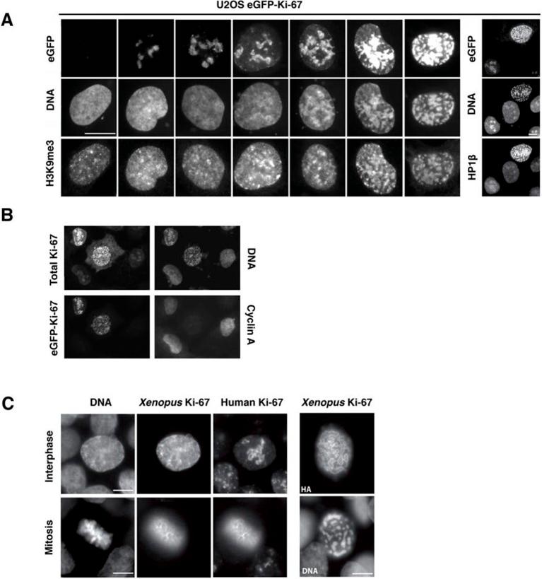 https://cdn.ncbi.nlm.nih.gov/pmc/blobs/5587/4841783/ba1a4a6c1db2/elife-13722-fig11.jpg
