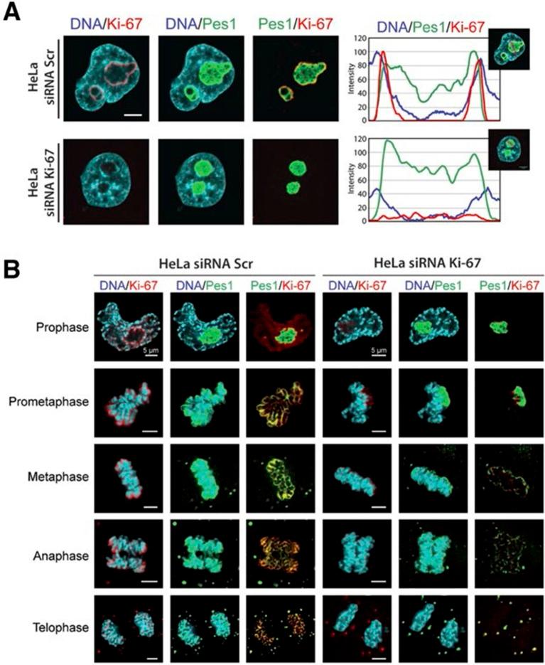 https://cdn.ncbi.nlm.nih.gov/pmc/blobs/5587/4841783/cf00c0cc7b5f/elife-13722-fig7.jpg
