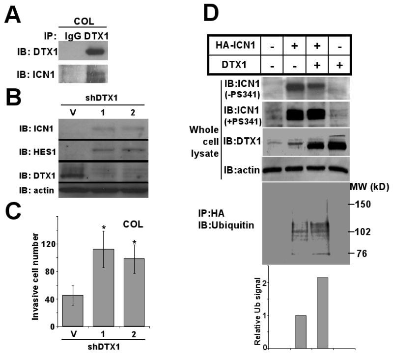 https://cdn.ncbi.nlm.nih.gov/pmc/blobs/558e/2874642/342b74a68c7d/nihms175701f2.jpg