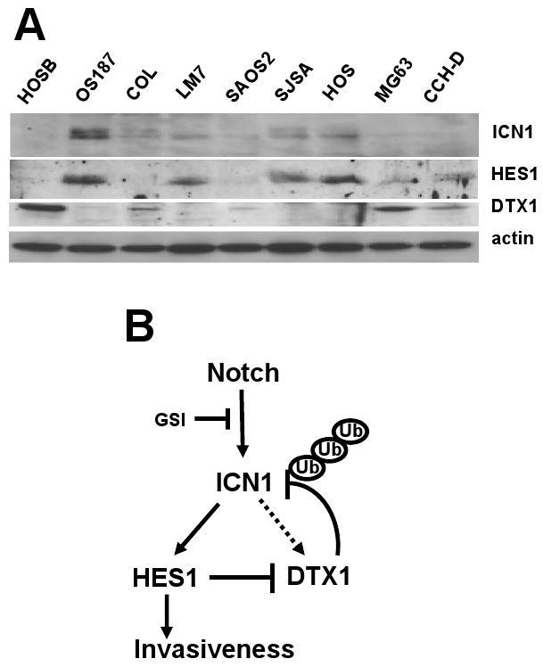 https://cdn.ncbi.nlm.nih.gov/pmc/blobs/558e/2874642/6936bf4ecbb9/nihms175701f7.jpg