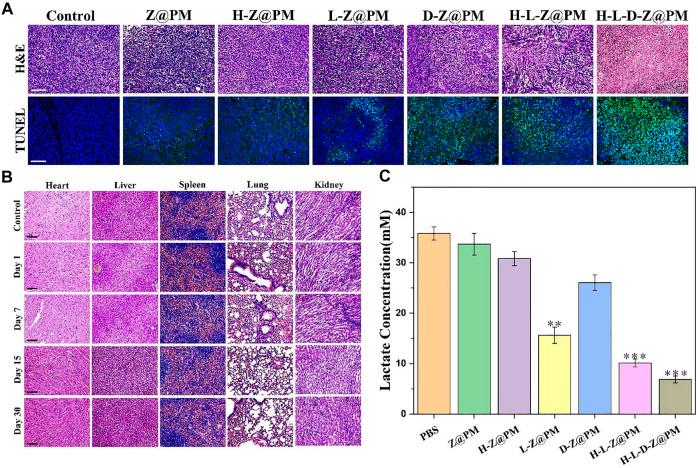 https://cdn.ncbi.nlm.nih.gov/pmc/blobs/5595/9135319/90d332eabf93/fbioe-10-885105-g007.jpg