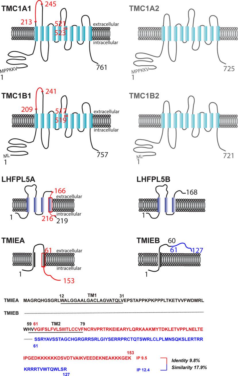 https://cdn.ncbi.nlm.nih.gov/pmc/blobs/5598/7920537/cbea43d6cab2/SN-ENUJ210033F004.jpg