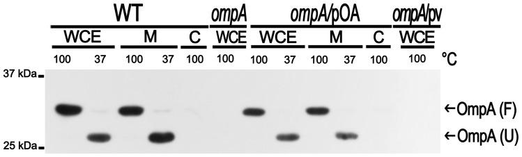 https://cdn.ncbi.nlm.nih.gov/pmc/blobs/559b/3498225/94219c039ac8/pone.0049625.g001.jpg