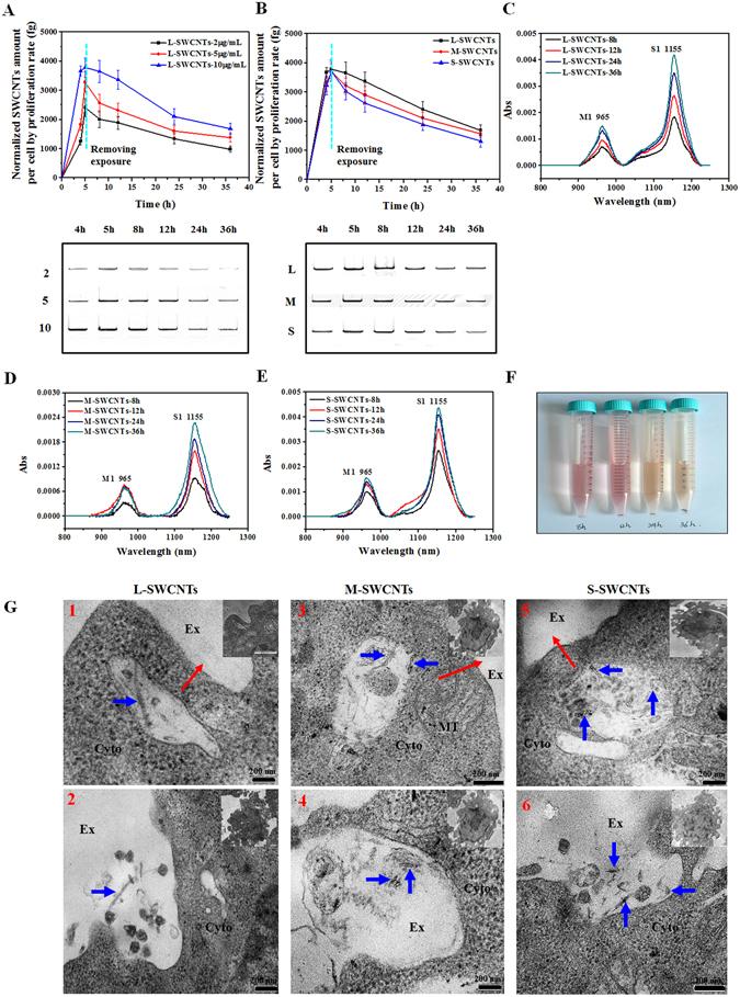 https://cdn.ncbi.nlm.nih.gov/pmc/blobs/559b/5431871/17934ed380c5/41598_2017_1746_Fig4_HTML.jpg