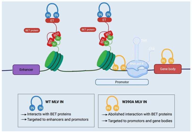 https://cdn.ncbi.nlm.nih.gov/pmc/blobs/559d/9861059/e4cee9d91b5b/viruses-15-00032-g004.jpg