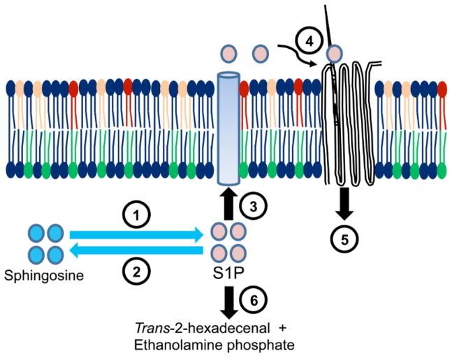 https://cdn.ncbi.nlm.nih.gov/pmc/blobs/559f/6169313/f67a499cc77c/nihms970185f1.jpg