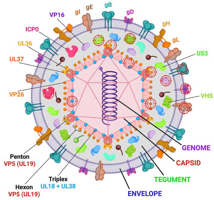 https://cdn.ncbi.nlm.nih.gov/pmc/blobs/55a5/11595115/12fd203e9cfc/ijms-25-12346-g001.jpg