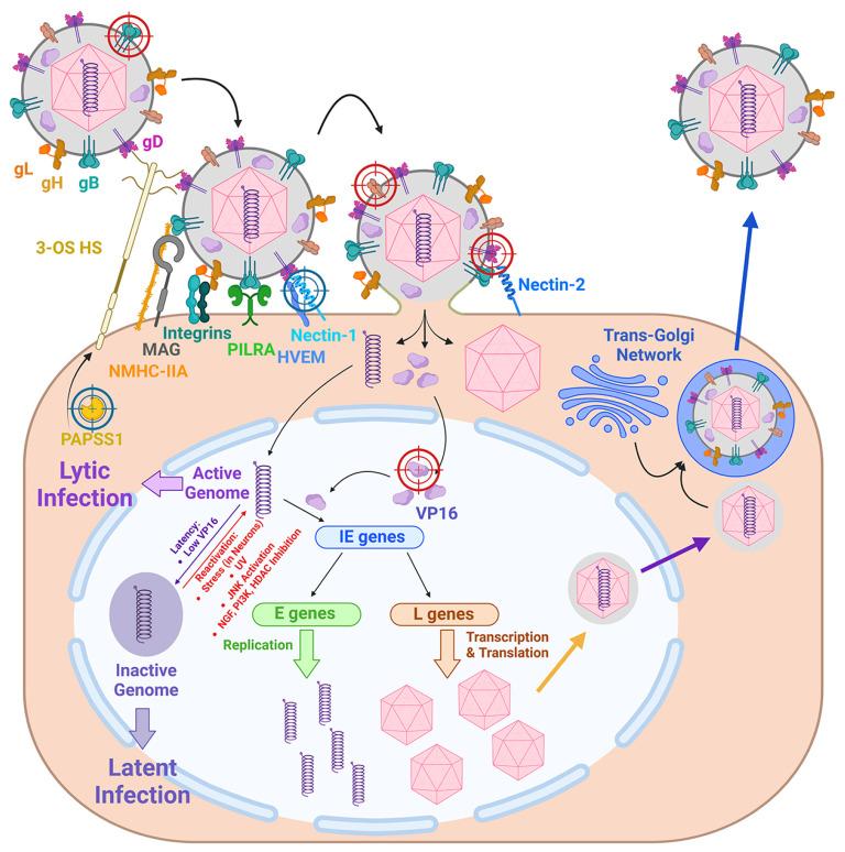 https://cdn.ncbi.nlm.nih.gov/pmc/blobs/55a5/11595115/9ce596c0a5c3/ijms-25-12346-g002.jpg