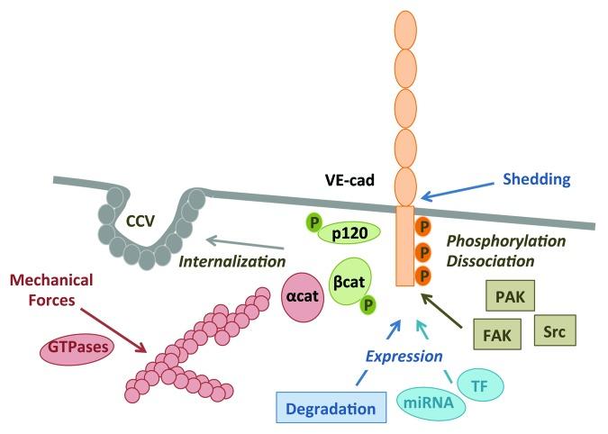 https://cdn.ncbi.nlm.nih.gov/pmc/blobs/55a5/4049861/5544032ff7ce/cam-8-158-g2.jpg