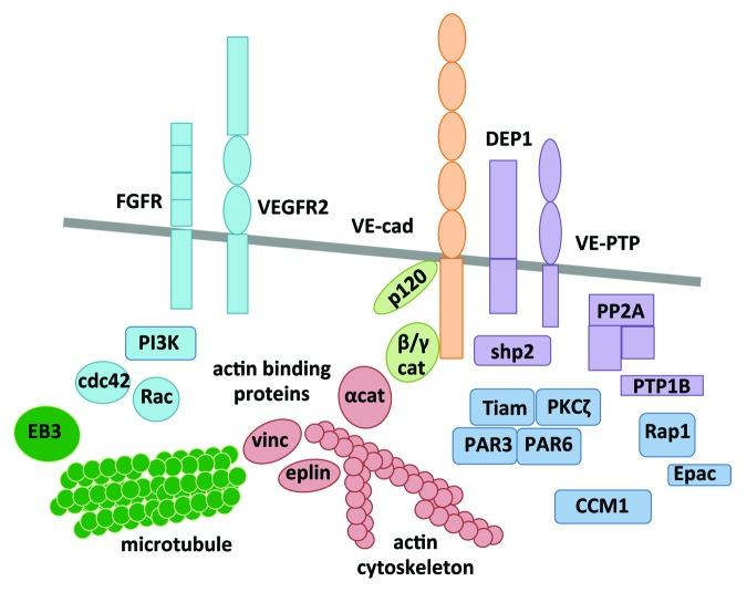 https://cdn.ncbi.nlm.nih.gov/pmc/blobs/55a5/4049861/de77306c68c4/cam-8-158-g1.jpg