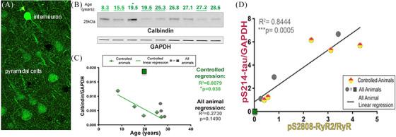https://cdn.ncbi.nlm.nih.gov/pmc/blobs/55a6/11848412/83a38732cdfd/ALZ-21-e14477-g007.jpg