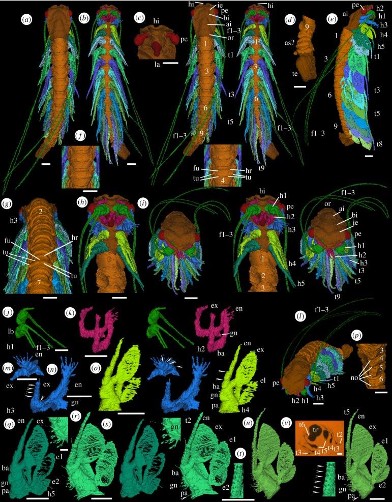 https://cdn.ncbi.nlm.nih.gov/pmc/blobs/55a9/5378094/8ec24718427e/rspb20170279-g1.jpg