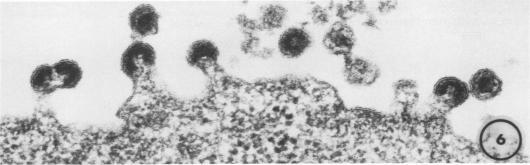 https://cdn.ncbi.nlm.nih.gov/pmc/blobs/55af/354768/2cf9fc96cdd0/jvirol00238-0325-b.jpg