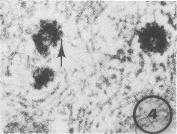 https://cdn.ncbi.nlm.nih.gov/pmc/blobs/55af/354768/3748b8022be4/jvirol00238-0324-d.jpg