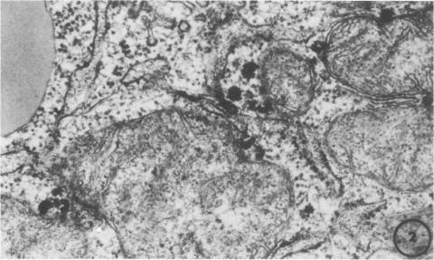 https://cdn.ncbi.nlm.nih.gov/pmc/blobs/55af/354768/f54f946fa645/jvirol00238-0324-b.jpg