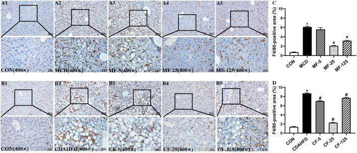 https://cdn.ncbi.nlm.nih.gov/pmc/blobs/55b4/10213340/ae468d57908a/fphar-14-1190458-g007.jpg