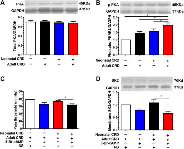 https://cdn.ncbi.nlm.nih.gov/pmc/blobs/55b4/7873043/475423bd0dc4/fphar-11-605618-g005.jpg