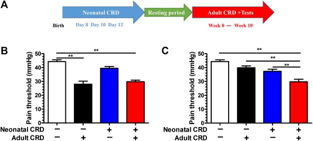 https://cdn.ncbi.nlm.nih.gov/pmc/blobs/55b4/7873043/cfda56978f0c/fphar-11-605618-g001.jpg