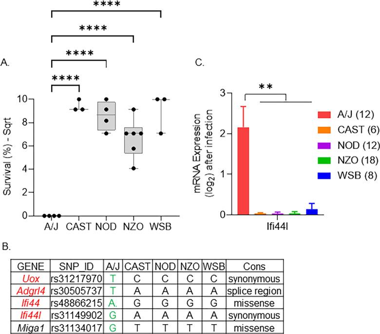 https://cdn.ncbi.nlm.nih.gov/pmc/blobs/55b6/11108197/13f5451088a6/pgen.1011229.g006.jpg