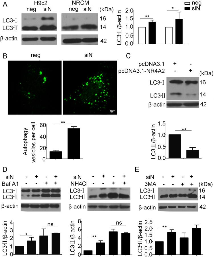 https://cdn.ncbi.nlm.nih.gov/pmc/blobs/55bd/5841341/c8187658aed3/41420_2017_11_Fig4_HTML.jpg