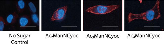 https://cdn.ncbi.nlm.nih.gov/pmc/blobs/55bd/9389531/c994b36626e5/bc2c00169_0011.jpg