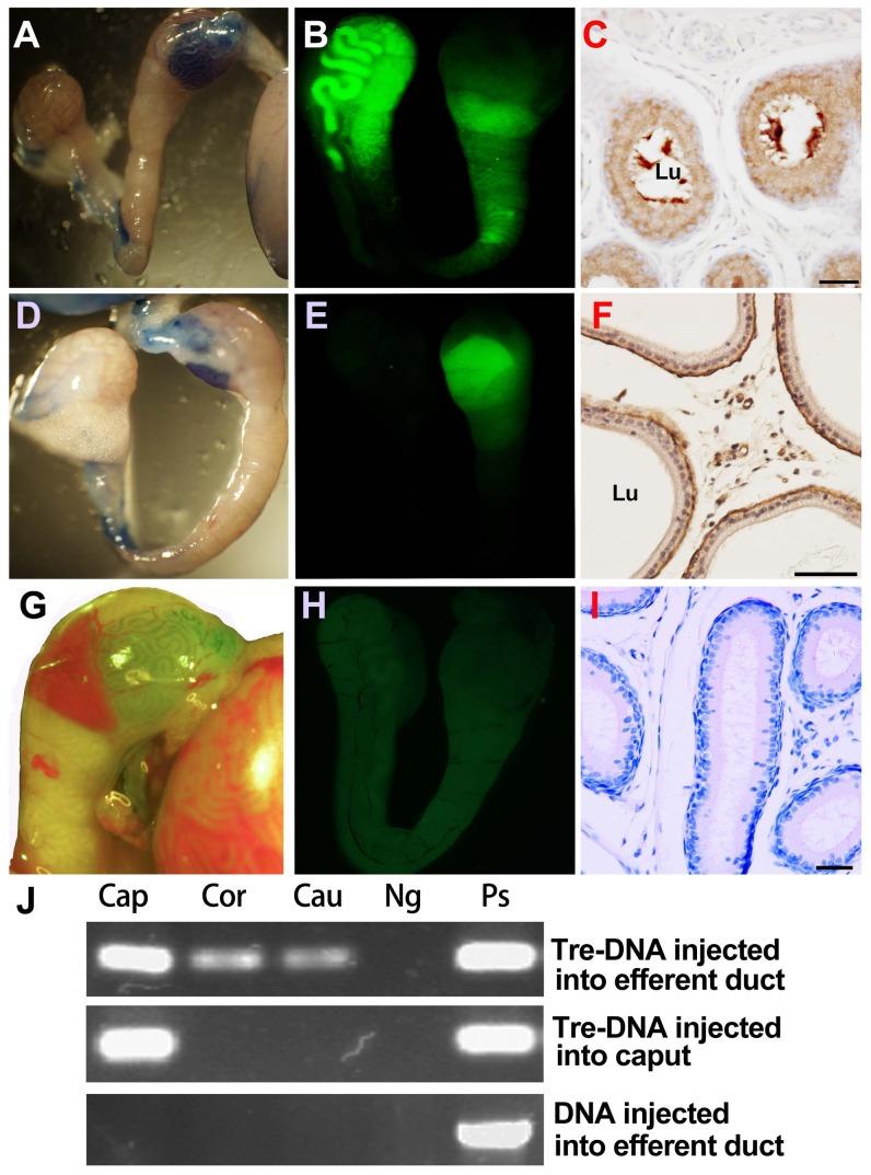 https://cdn.ncbi.nlm.nih.gov/pmc/blobs/55bf/3961358/0b94c134f465/pone.0092483.g005.jpg