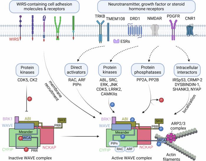 https://cdn.ncbi.nlm.nih.gov/pmc/blobs/55c0/11799376/20f561d58151/12276_2024_1386_Fig2_HTML.jpg