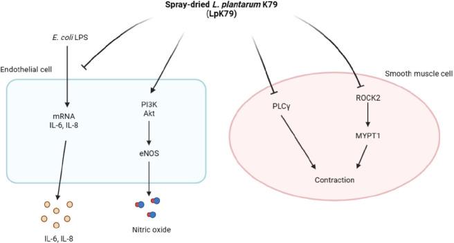 https://cdn.ncbi.nlm.nih.gov/pmc/blobs/55c1/10789557/b1330aa511eb/kosfa-44-1-216-g4.jpg