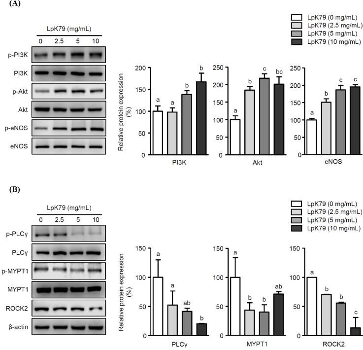 https://cdn.ncbi.nlm.nih.gov/pmc/blobs/55c1/10789557/fe30bcfffed8/kosfa-44-1-216-g2.jpg