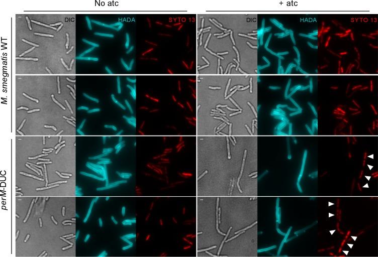 https://cdn.ncbi.nlm.nih.gov/pmc/blobs/55c3/6872210/033e0f7e0899/elife-49570-fig2-figsupp2.jpg