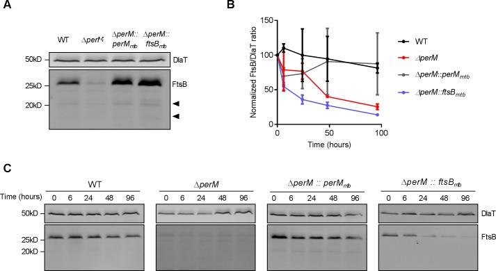 https://cdn.ncbi.nlm.nih.gov/pmc/blobs/55c3/6872210/e4533695fa29/elife-49570-fig5-figsupp3.jpg