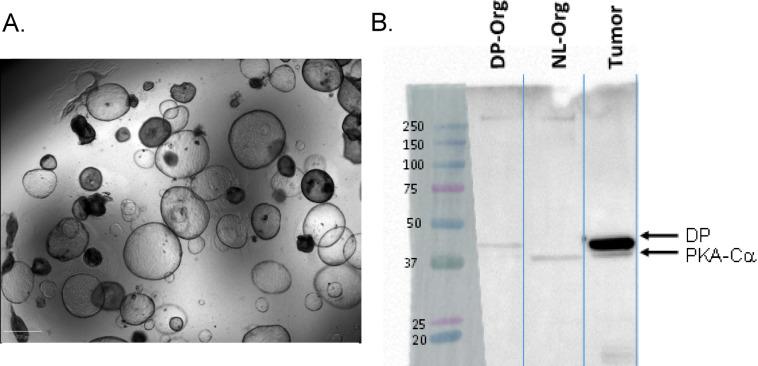 https://cdn.ncbi.nlm.nih.gov/pmc/blobs/55c5/12267505/08a9d9185663/41598_2025_11028_Fig2_HTML.jpg