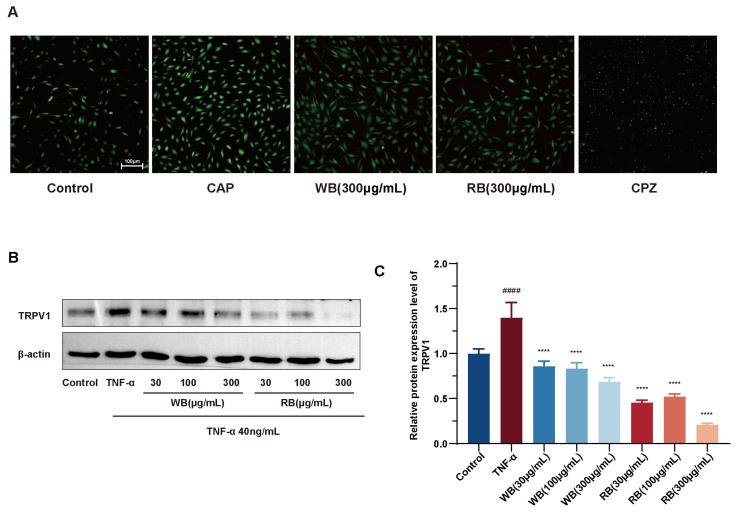 https://cdn.ncbi.nlm.nih.gov/pmc/blobs/55c6/11820270/116e8f49d5bf/molecules-30-00623-g006.jpg