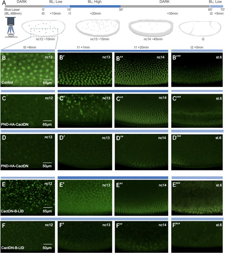 https://cdn.ncbi.nlm.nih.gov/pmc/blobs/55c7/8158876/72d1f9ffa2ab/pgen.1009544.g009.jpg