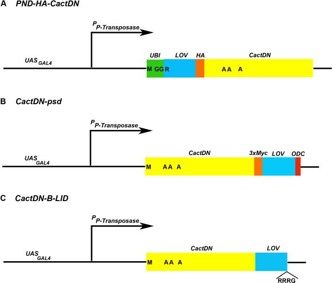 https://cdn.ncbi.nlm.nih.gov/pmc/blobs/55c7/8158876/9e9e6a4e8a54/pgen.1009544.g006.jpg