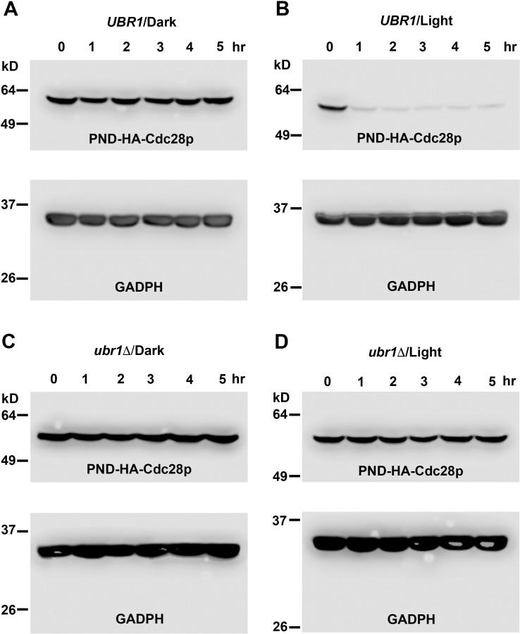 https://cdn.ncbi.nlm.nih.gov/pmc/blobs/55c7/8158876/a9240490f954/pgen.1009544.g004.jpg