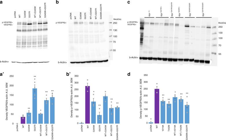 https://cdn.ncbi.nlm.nih.gov/pmc/blobs/55ca/8486653/0f4186a784de/41436_2021_1212_Fig3_HTML.jpg