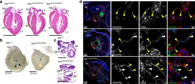 https://cdn.ncbi.nlm.nih.gov/pmc/blobs/55ca/8486653/db7fdfa8c4af/41436_2021_1212_Fig2_HTML.jpg