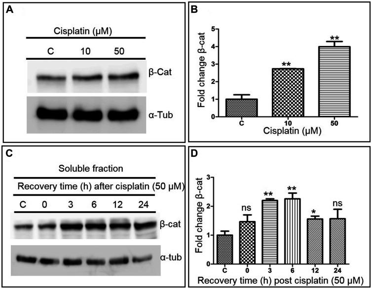 https://cdn.ncbi.nlm.nih.gov/pmc/blobs/55cc/7646826/2cd6cae7f621/oncotarget-11-4028-g007.jpg