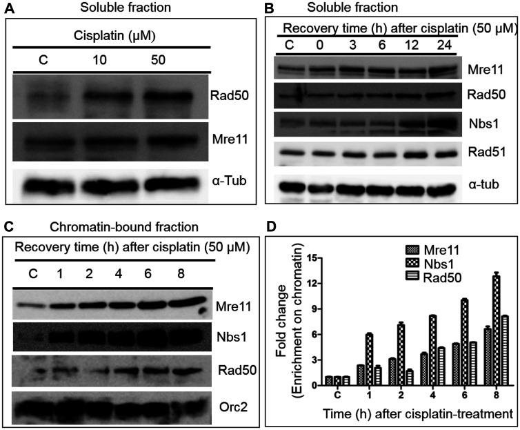 https://cdn.ncbi.nlm.nih.gov/pmc/blobs/55cc/7646826/ce31e451f30a/oncotarget-11-4028-g001.jpg