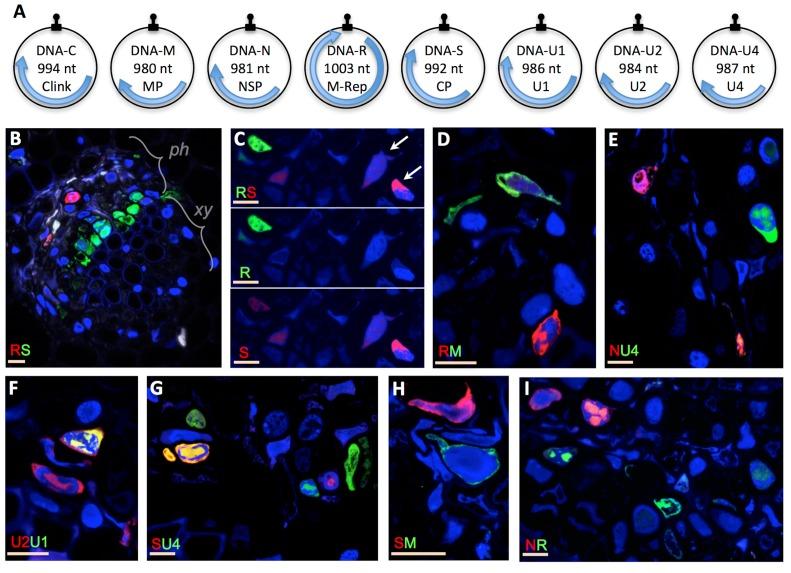 https://cdn.ncbi.nlm.nih.gov/pmc/blobs/55cd/6414197/b2a8d56559f9/elife-43599-fig1.jpg