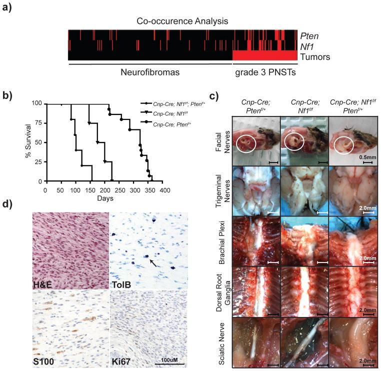 https://cdn.ncbi.nlm.nih.gov/pmc/blobs/55d1/3695033/ce1af33554c7/nihms474979f4.jpg