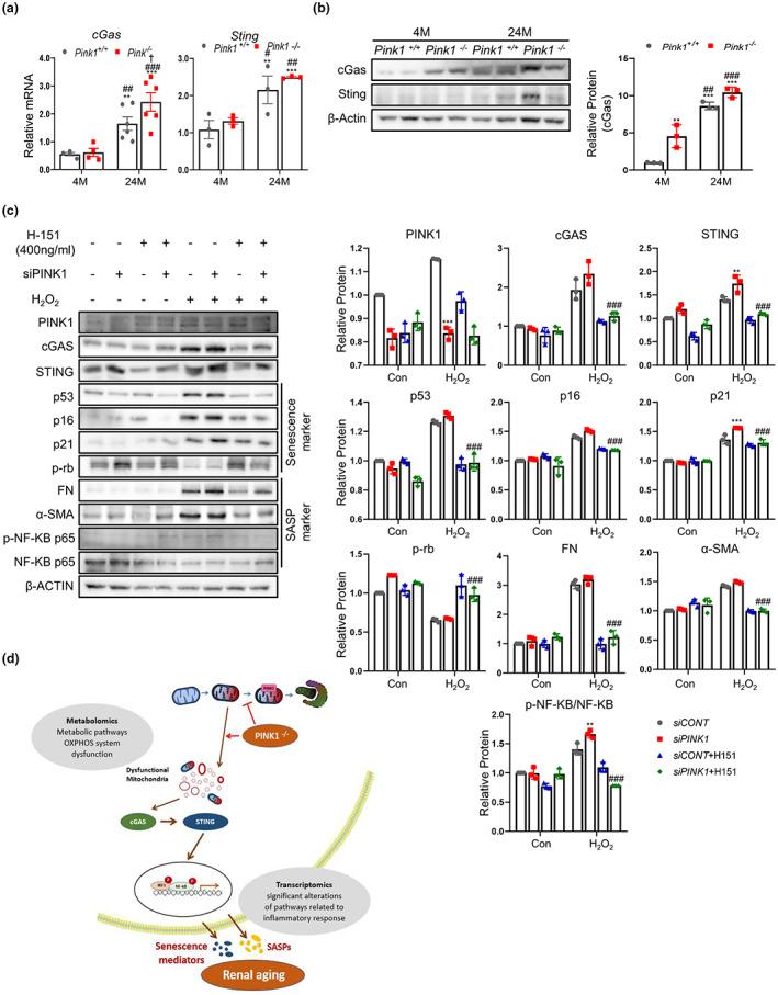 https://cdn.ncbi.nlm.nih.gov/pmc/blobs/55d2/10352563/6f00df98ce3d/ACEL-22-e13865-g004.jpg
