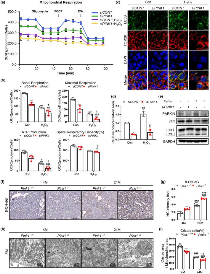 https://cdn.ncbi.nlm.nih.gov/pmc/blobs/55d2/10352563/b9041cf344ba/ACEL-22-e13865-g006.jpg