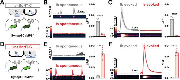 https://cdn.ncbi.nlm.nih.gov/pmc/blobs/55d3/9439677/356d19ee61da/elife-77924-fig5.jpg