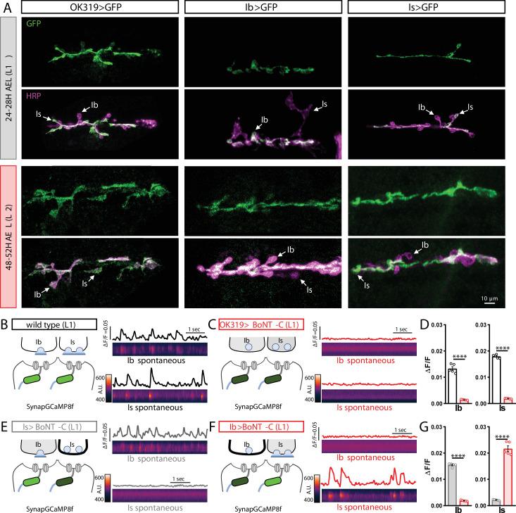 https://cdn.ncbi.nlm.nih.gov/pmc/blobs/55d3/9439677/bb6a9822410d/elife-77924-fig1-figsupp2.jpg
