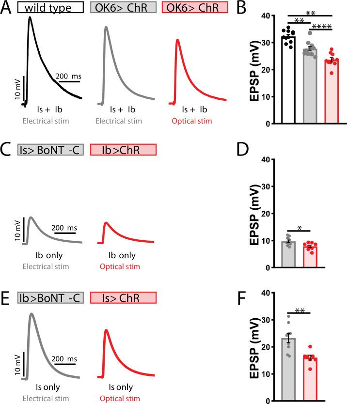 https://cdn.ncbi.nlm.nih.gov/pmc/blobs/55d3/9439677/f0377e1e0450/elife-77924-fig1-figsupp4.jpg